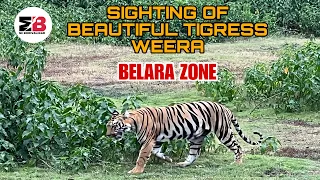 VERY BEAUTIFUL TIGRESS WEERA | TADOBA | BELARA BUFFER |