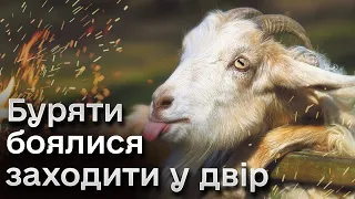 🐐 Жінка ХИТРОЩАМИ вберегла своїх кіз від окупантів і тепер мріє про сироварню!