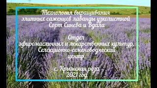 В ОТДЕЛЕ ЭФИРОМАСЛИЧНЫХ И ЛЕКАРСТВЕННЫХ КУЛЬТУР  ПРОДОЛЖАЕТСЯ ПОСАДКА ЧЕРЕНКОВ ЛАВАНДЫ