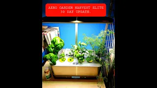 Aero Garden Harvest Elite Slim Review after 32 Days, Tastes Great!!!