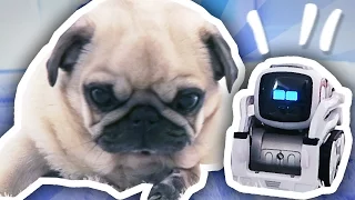 COZMO THE ROBOT MEETS THE PUGS!!!