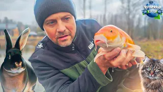 Cooking fish from your own pond. I also really want rabbit meat and tomatoes! Two rospacks at once)