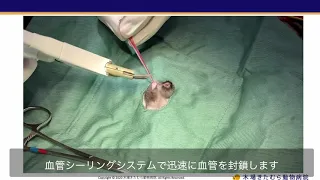 「出血しない」猫の去勢手術（木場きたむら動物病院）