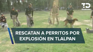 Rescatan a siete perros tras colapso en inmueble por explosión de gas en Tlalpan