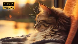 🎵 Relaxing Rain Sounds for Cats - Purring Cat Therapy | Soothing Music for Cat Owners