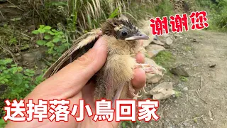 The young man accidentally found that the young bird fell out of the nest. The mother bird shouted