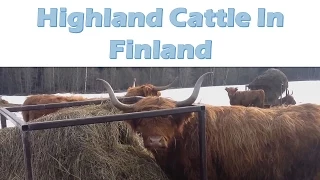 Scottish Highland Cattle In Finland: Trying To Eat Some Hay In Here! Leave Me Alone / Ylämaankarjaa