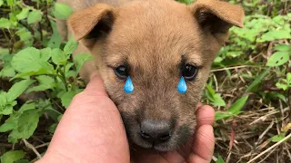 Rescue Abandoned Puppy Who Was Crying When His Mother Left Them