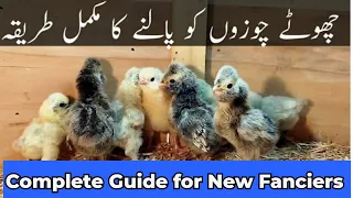Chicks care | Day old chicks to Breeders complete guide ##poultry #followers #1million #viral