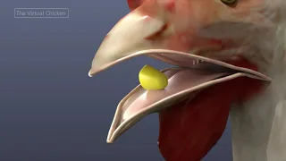 Virtual Chicken:  The Mouth