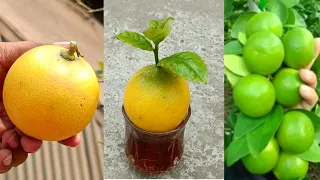 New Technique: Lemon Tree From Lemon🍋