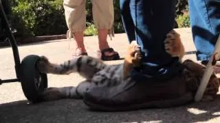 A Tiger's Tail - Tiger Cub Luna - Behind The Scenes