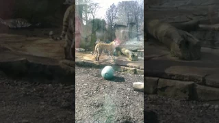 Look at these two tigers fight