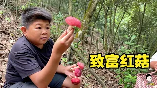 They went to the mountain to pick valuable mushrooms !