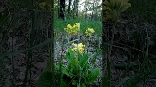 Первоцветы в Дальнем Лесу. Конец мая.