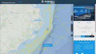 Great white shark pings off Outer Banks coast