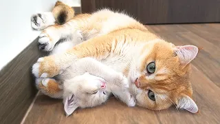 Kitten Pizza is extremely pampered by Dad Cat and Mom Cat