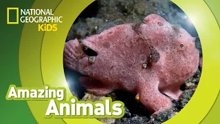Frogfish | Amazing Animals