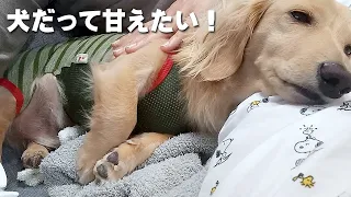 犬だって甘えたい！｜ミニチュアダックスフンドのかわいい日常 No.269