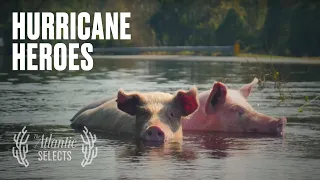 Who Saves Farm Animals From a Hurricane?