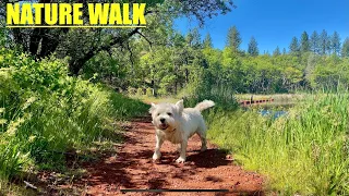 VIRTUAL DOG WALK: Hiking With My Dog 🐕 Mountain Lake With Nature AMBIENCE