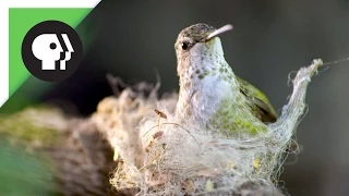 Hummingbird Builds Tiny Nest