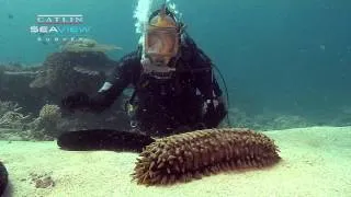 Seaview Science Video: Sea Cucumbers