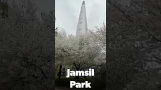 Jamsil and Yeouido Park Cherry blossom #shorts #cherryblossom #southkorea