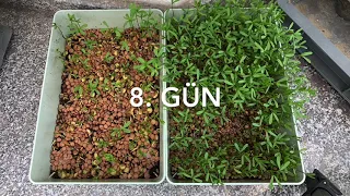 Market / Organik Farkı ile Mikro Yeşillik Yetiştirme Hakkında Her Şey | How to Grow Micro Greens