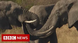 Botswana: Trouble in the Elephant Sanctuary [FULL Documentary]  - BBC News