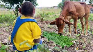 Cutis Farmer Harvest Grass And Go Herding Cows Help Mom