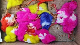 Catch Cute Chickens, Colorful Chickens, Rainbow Chicken, Rabbits, Cute,Ducks,Animals Cute