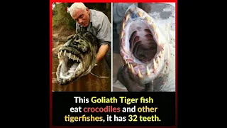 FOLIATH FISH EATS CROCODILE AND TIGER FISH😎 aayushmanmotivationgyan