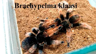 Спаривание Brachypelma klaasi. Ссаживаем самца и самку паука птицееда. Блоги о пауках