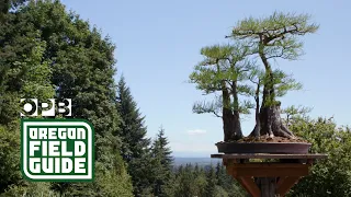 Ryan Neil, Oregon Bonsai artist | Oregon Field Guide