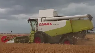 Уборка озимого ячменя Claas Lexion 580