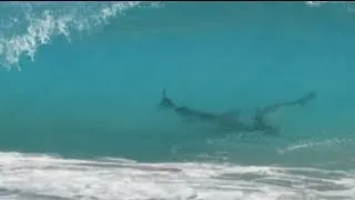 Thousands of sharks close to shore shuts Florida beaches