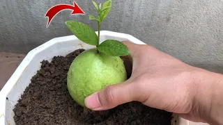 Don't waste money ! You can propagate any fruit at home | Relax Garden