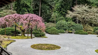 an afternoon at the Portland Japanese Garden - things to do in Portland #shorts