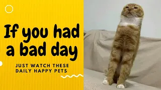 If you had a bad day, just watch these daily happy pets | Day 21