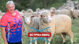 Что такое эстроз овец? Причины, симптомы и признаки эстроза мрс. Профилактика заболевания у овец.