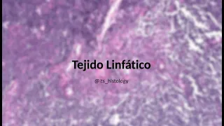 Tejido Linfático - its.histology