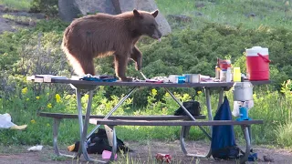 Camping in Bear Country