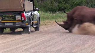 Increíbles Ataques de Rinocerontes Capturados en Cámara