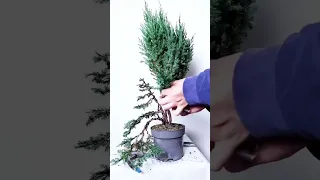 Impossible cheap plant to Bonsai transformation!