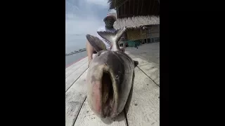 Go Pro Hero 5 Video !!! Awesome Mekong Catfish Fishing Thailand- BKKGUY