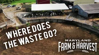 What Happens to Cow Manure? | Maryland Farm & Harvest