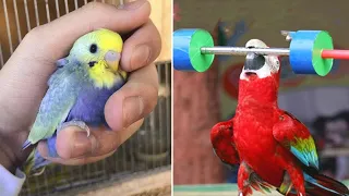 Baby Animals 🔴 Funny Parrots and Cute Birds Compilation (2022) Loros Adorables Recopilación #8