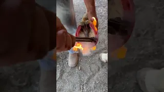 Burning the shoe onto the hoof creates a perfect fit. #farrier #satisfying #satisfyingvideos #asmr