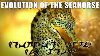 The Evolution of Sea Horses (Featuring Jackson Wheat!)